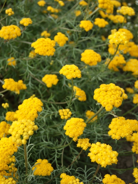 Lonas annua inodora Yellow Ageratum 1 g cca 3500 semien